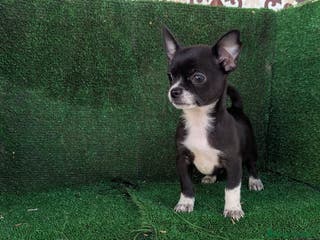 Chihuahua perros Chihuahua - Anuncio 2