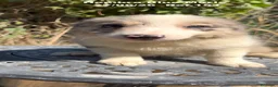 Border Collie perros en venta: BORDER COLLIE DE VILLA BIZNAGA - Anuncio 30