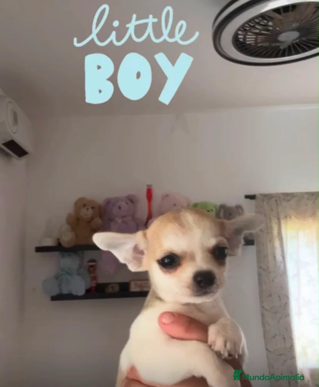 Chihuahua perros en venta: Cachorritos toy cabeza manzana - Anuncio 4