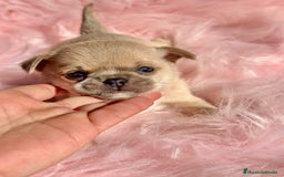 Chihuahua perros en venta: CHIHUAHUA TOY EXÓTICOS  - Anuncio 7