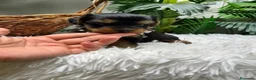 Yorkshire Terrier perros en venta: YORKSHIRE TERRIER HEMBRAS - Anuncio 5