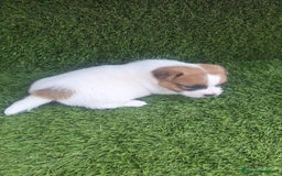 Jack Russell Terrier perros en venta: Jack Russell juguetones  - Imagen 3