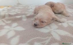 Maltipoo perros en venta: MALTIPOO - Imagen 1