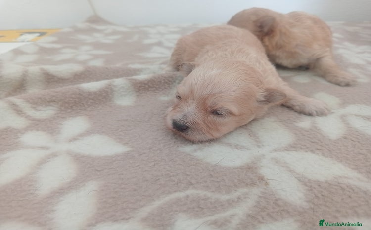 Maltipoo perros - Anuncio 1