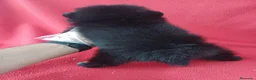 Pomerania perros en venta: Pomerania  - Anuncio 3