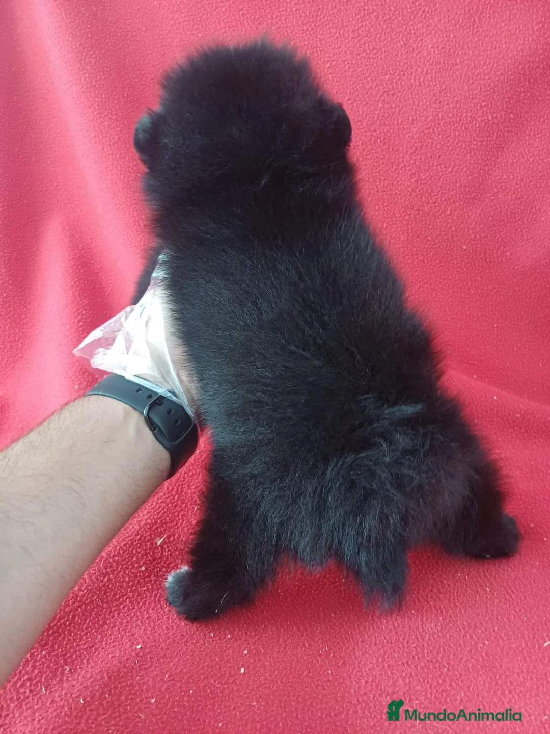 Pomerania perros en venta: Pomerania  - Anuncio 3