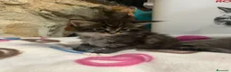 Maine Coon gatos en venta: Rey- Diez cattery  - Anuncio 27