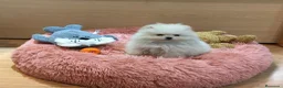 Pomerania perros en venta: Lulú de Pomerania  - Anuncio 2