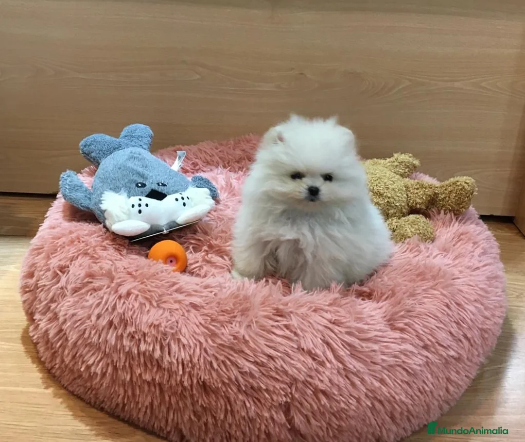 Pomerania perros en venta: Lulú de Pomerania  - Anuncio 2