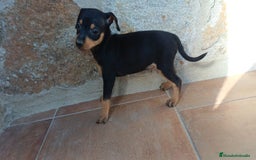 Pinscher Miniatura perros en venta: Pinsher  - Imagen 1