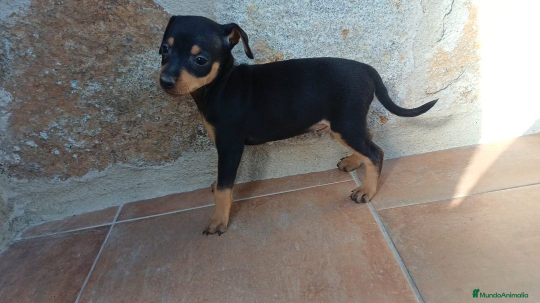 Pinscher Miniatura perros en venta: Pinsher  - Imagen 1