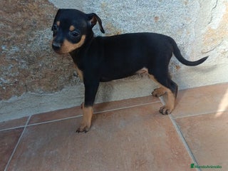 Pinscher Miniatura perros - Anuncio 30