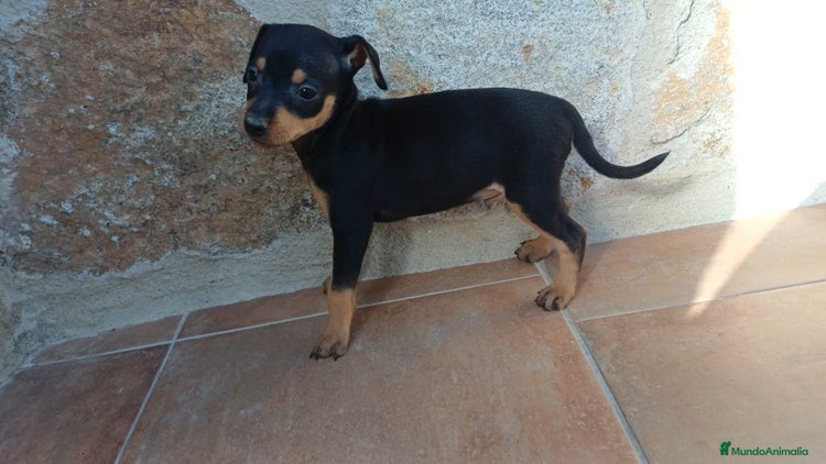 Pinscher Miniatura perros - Anuncio 1