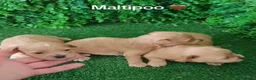 Maltipoo perros en venta: Maltipoo machos - Anuncio 1