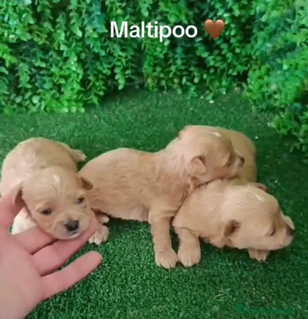 Maltipoo perros en venta: Maltipoo machos - Anuncio 1