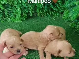 Maltipoo perros Maltipoo machos - Anuncio 1