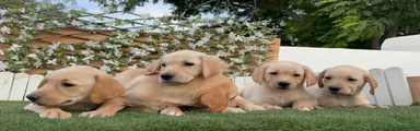 Labrador Retriever 1