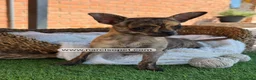 Chihuahua perros en venta: CHIHUAHUA TOY - Anuncio 4