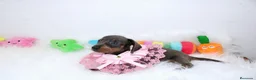 Teckel Miniatura perros en venta: Teckels Miniatura#Calidad, seriedad y seguimiento - Anuncio 24