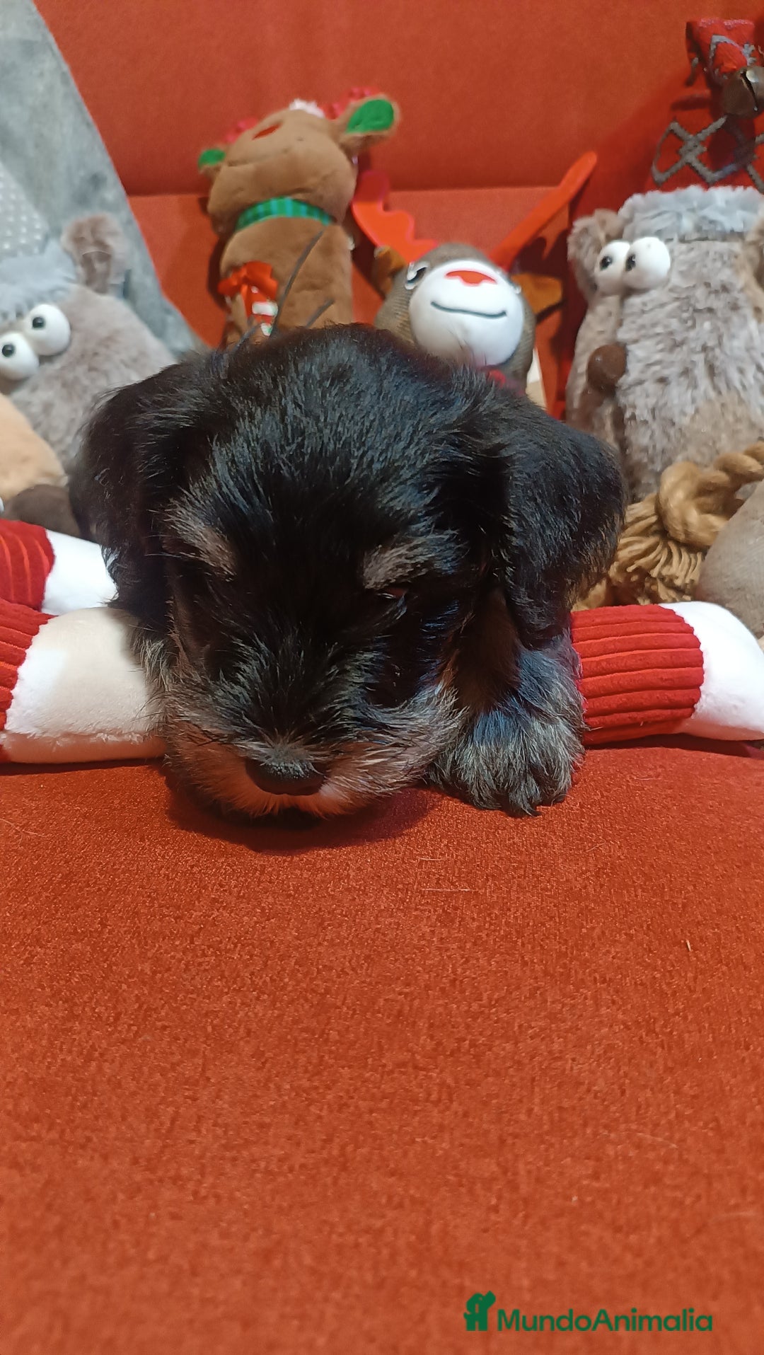 Schnauzer Miniatura perros en venta: Schnauzer mini negro-plata - Anuncio 9