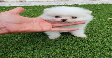 Pomerania perros - Anuncio 11