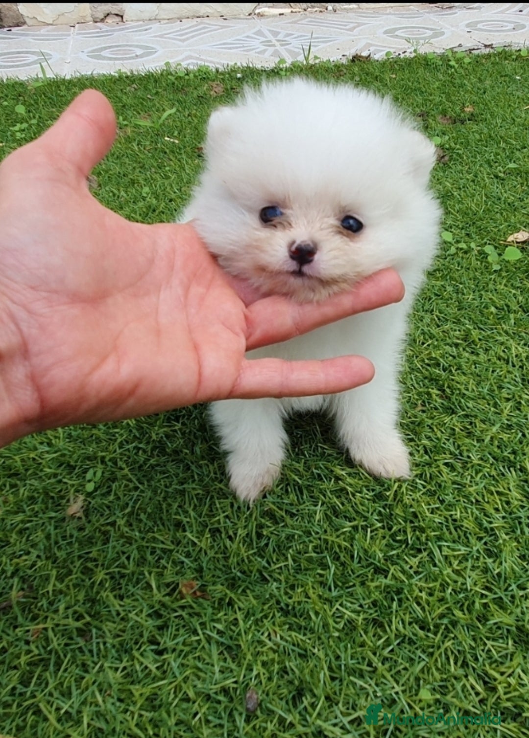 Pomerania perros en venta: Pomerania Blanco Nuclear MUY EXCLUSIVO - Imagen 2