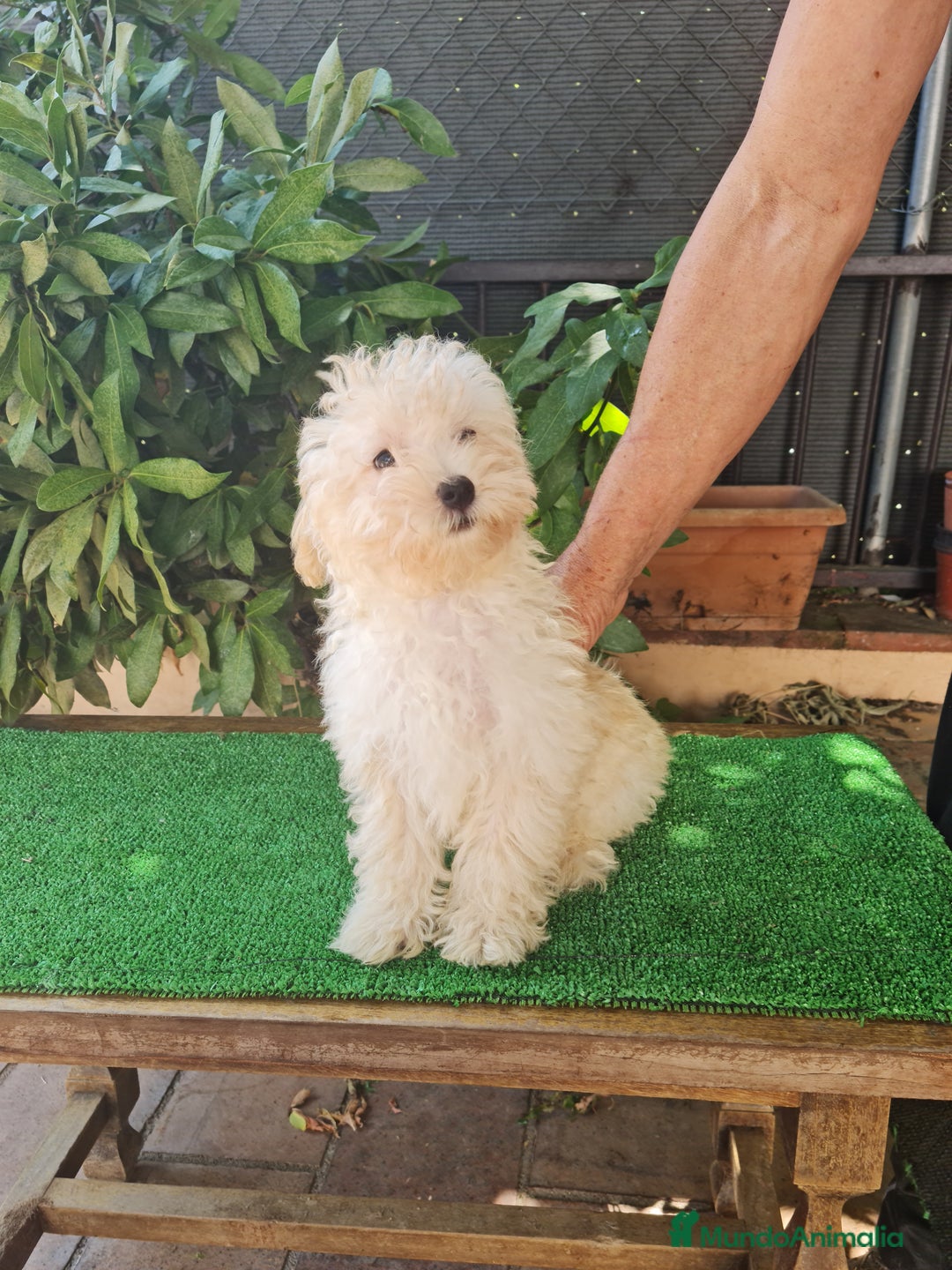 Maltipoo perros en venta: Maltipoo - Imagen 11