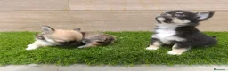 Chihuahua perros en venta: Chihuahuas - Anuncio 4