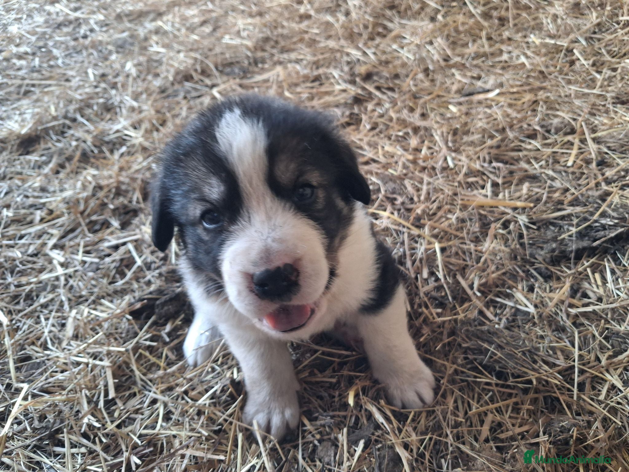 Mastín Español perros Cachorros mastín  - Anuncio 37
