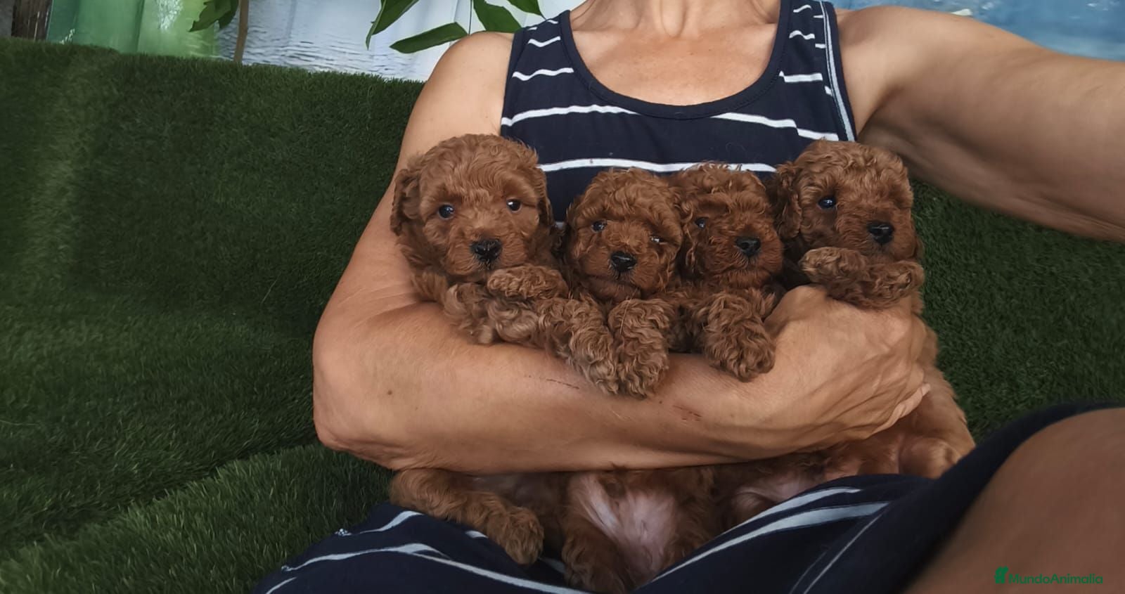 Caniche Toy perros Caniches toy - Anuncio 2