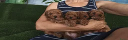 Caniche Toy perros en venta: Caniches toy - Anuncio 1