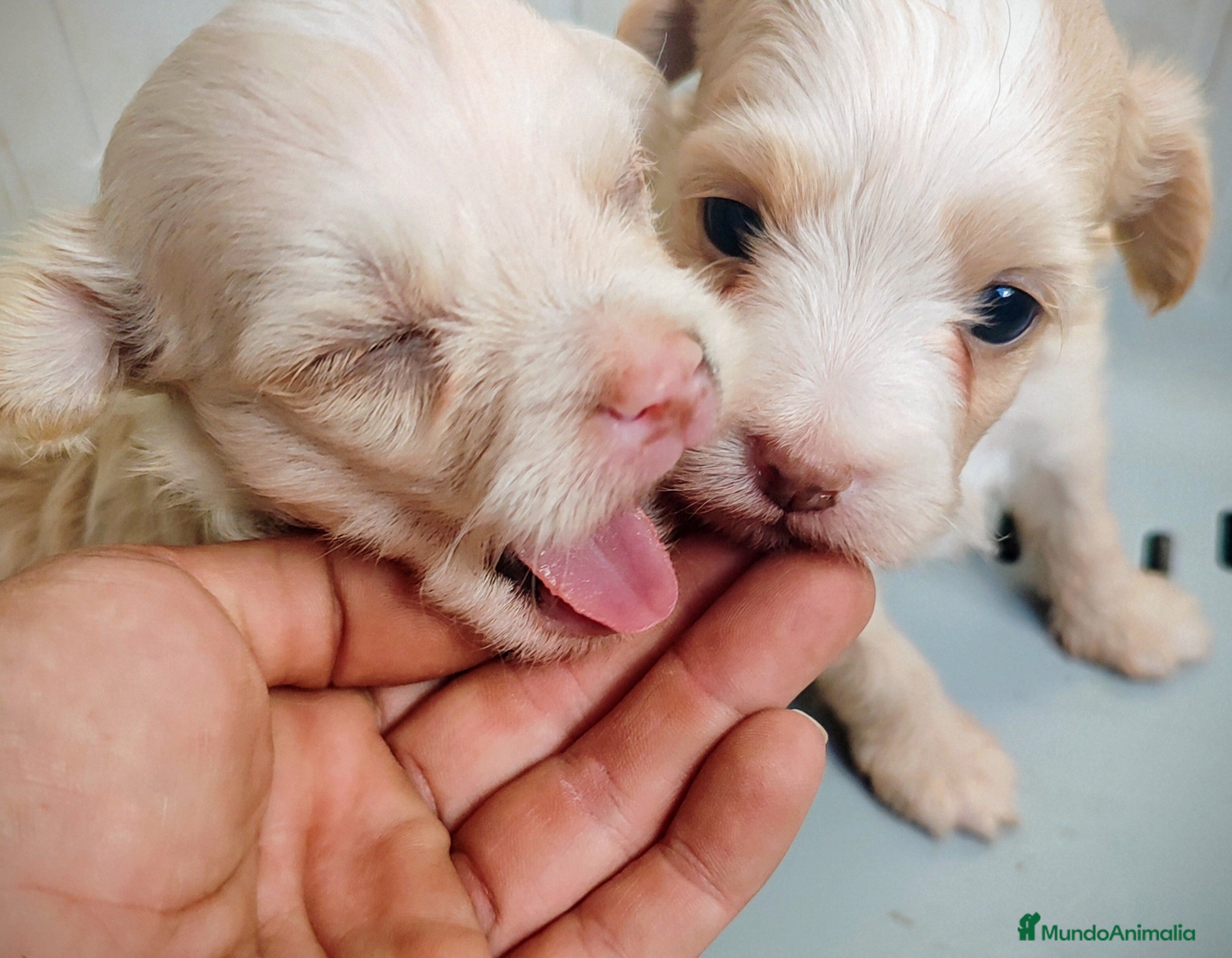Perro Crestado Chino perros Cachorro de crestado chino - Anuncio 4