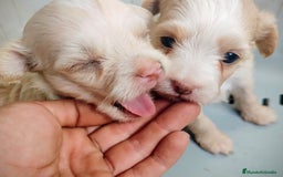 Perro Crestado Chino perros en venta: Cachorro de crestado chino - Anuncio 1