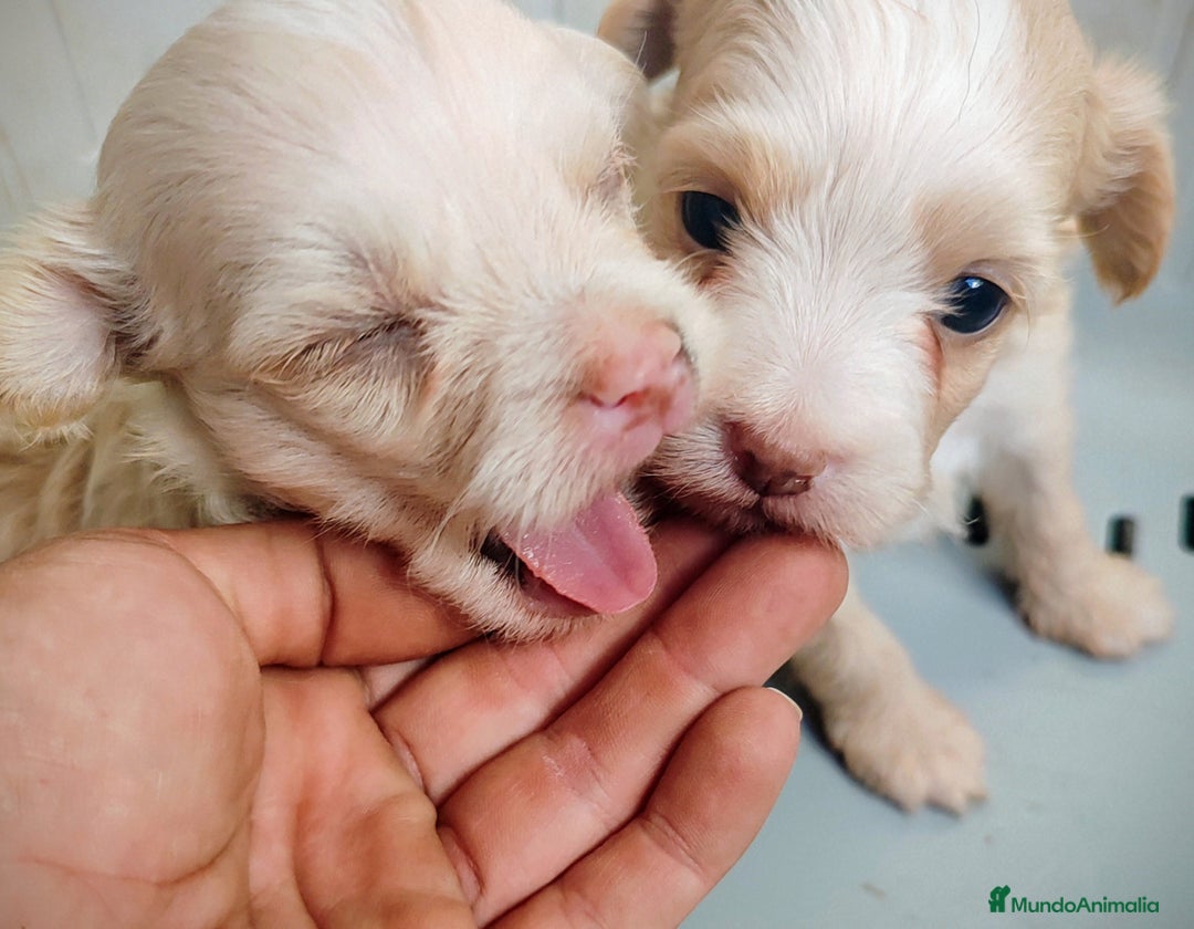 Perro Crestado Chino perros en venta: Cachorro de crestado chino - Anuncio 1