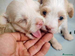 Perro Crestado Chino perros Cachorro de crestado chino - Anuncio 3