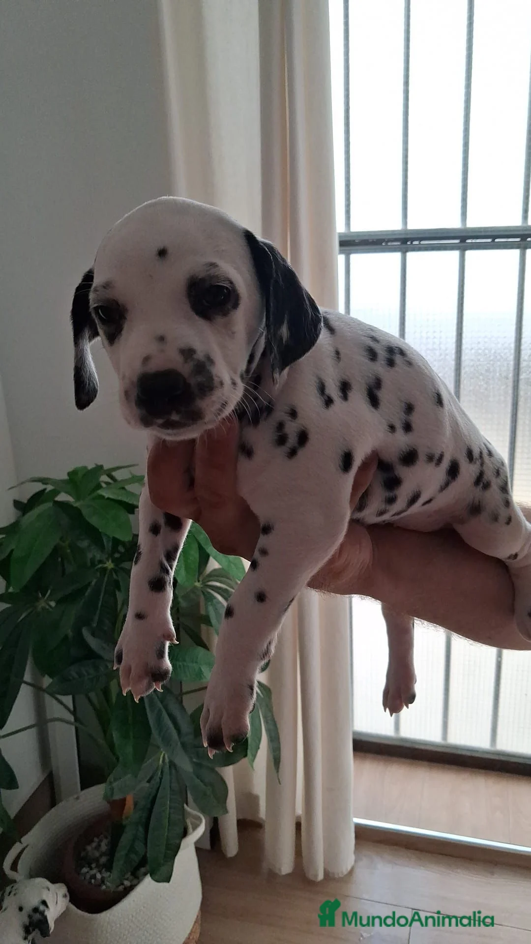 Dálmata perros en venta: Dalmata disponible  - Anuncio 1