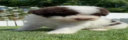 Perro de Agua Español perros en venta: PERRO DE AGUA ESPAÑOL - Anuncio 10