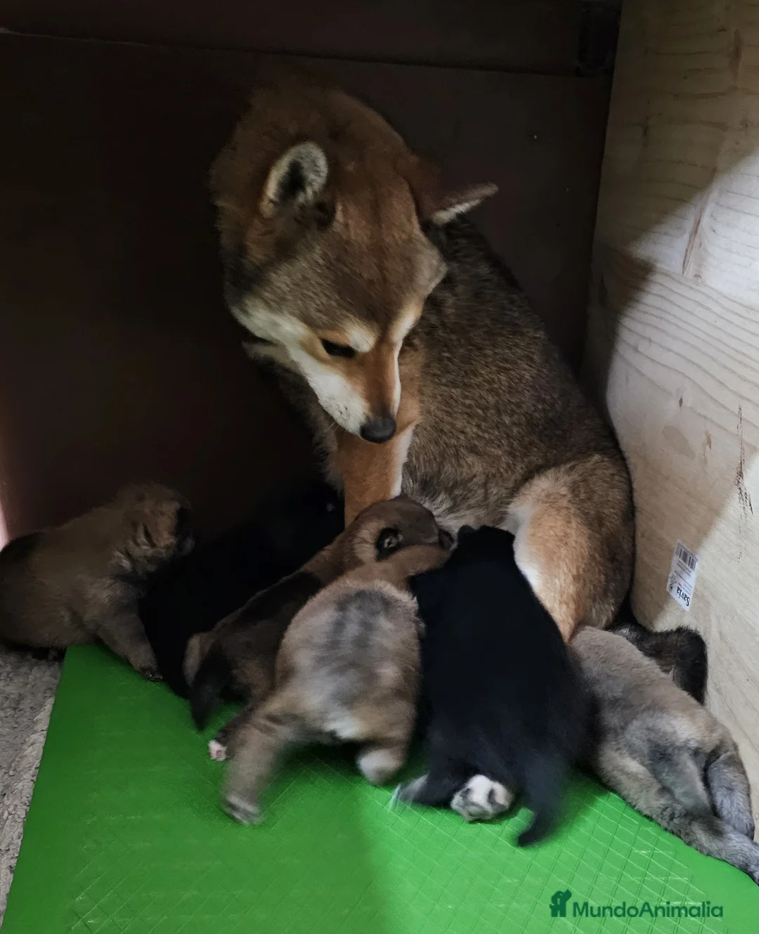 Shiba Inu perros en venta: PRECIOSA CAMADA SHIBA INU - Anuncio 1