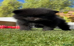 Pomerania perros en venta: POMERANIA HEMBRA - Imagen 18