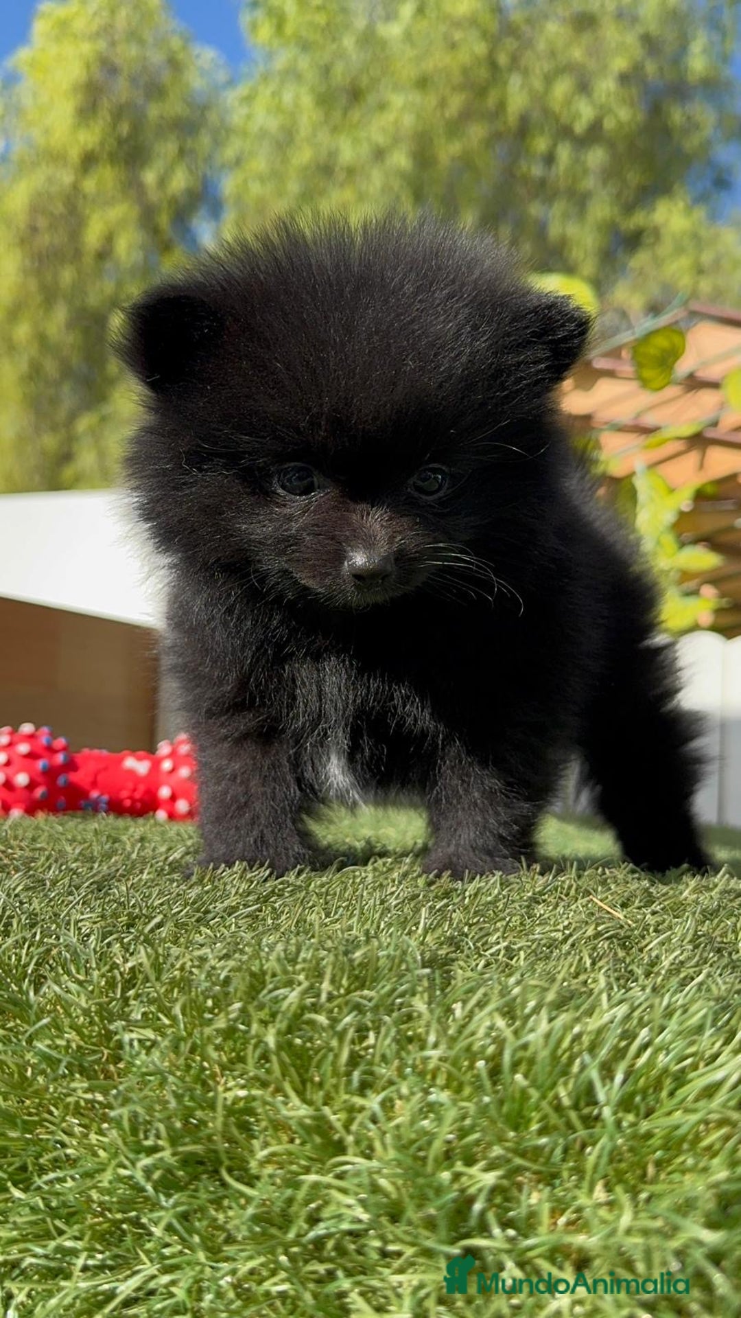 Pomerania perros en venta: POMERANIA HEMBRA - Imagen 18