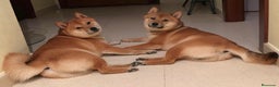 Shiba Inu perros en venta: Shiba Inu preciosos rojos Machos disponibles  - Anuncio 1