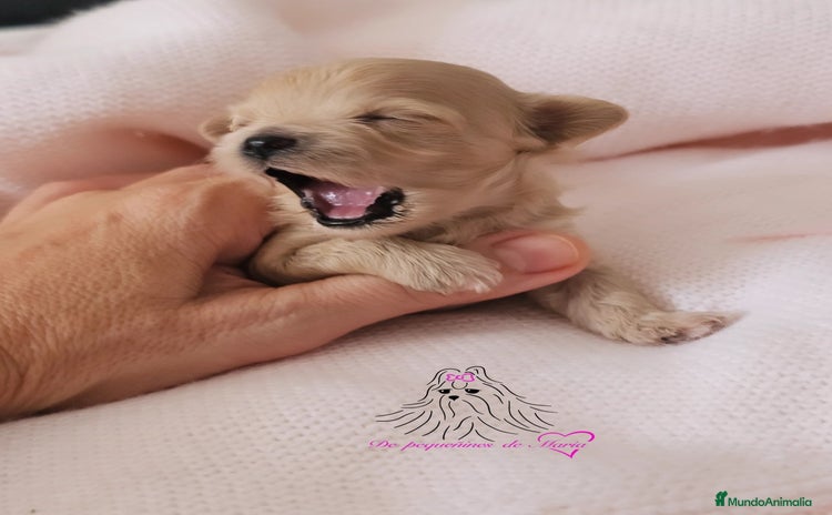 Maltipoo perros - Anuncio 3