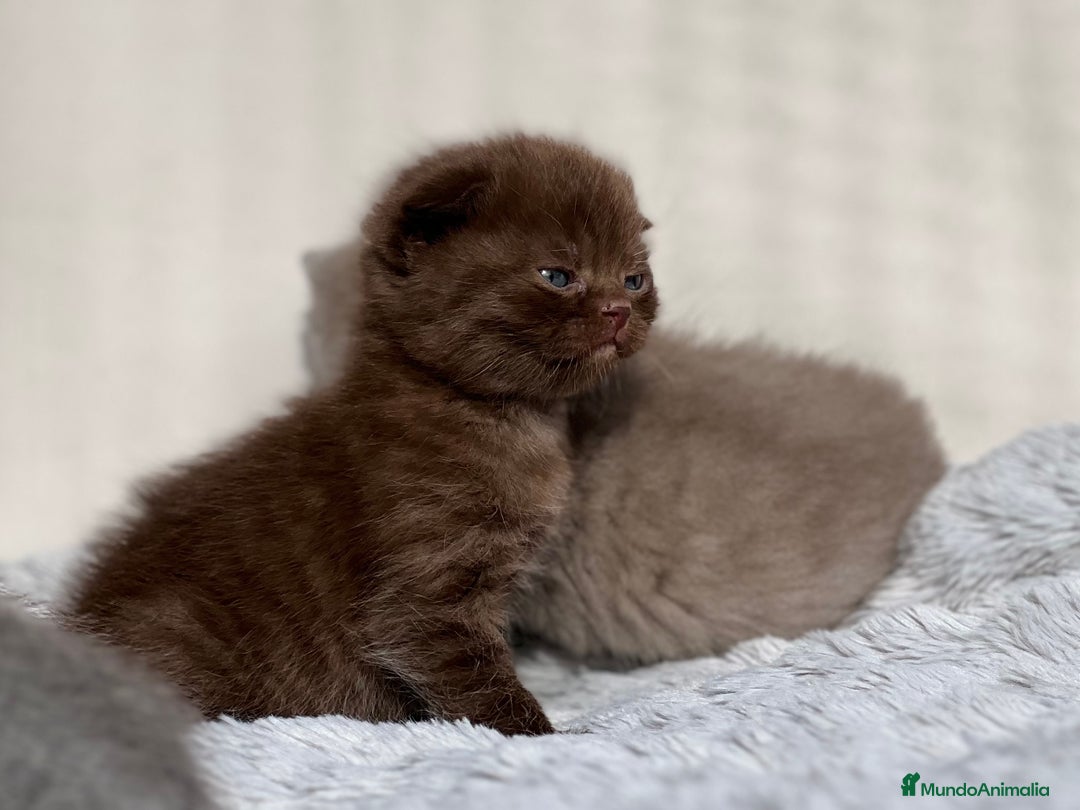 Scottish Fold gatos en venta: ESPECTACULAR SCOTTISH FOLD CHOCOLATE CINNAMON - Anuncio 2