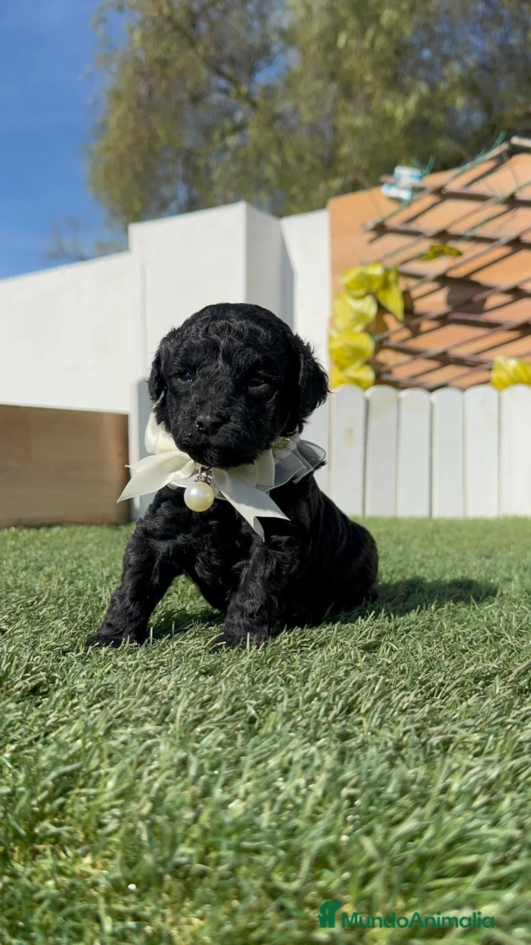 Caniche Toy perros en venta: CANICHE  TOY - Anuncio 2