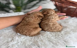 Caniche Toy perros en venta: CANICHE TOY - Imagen 15