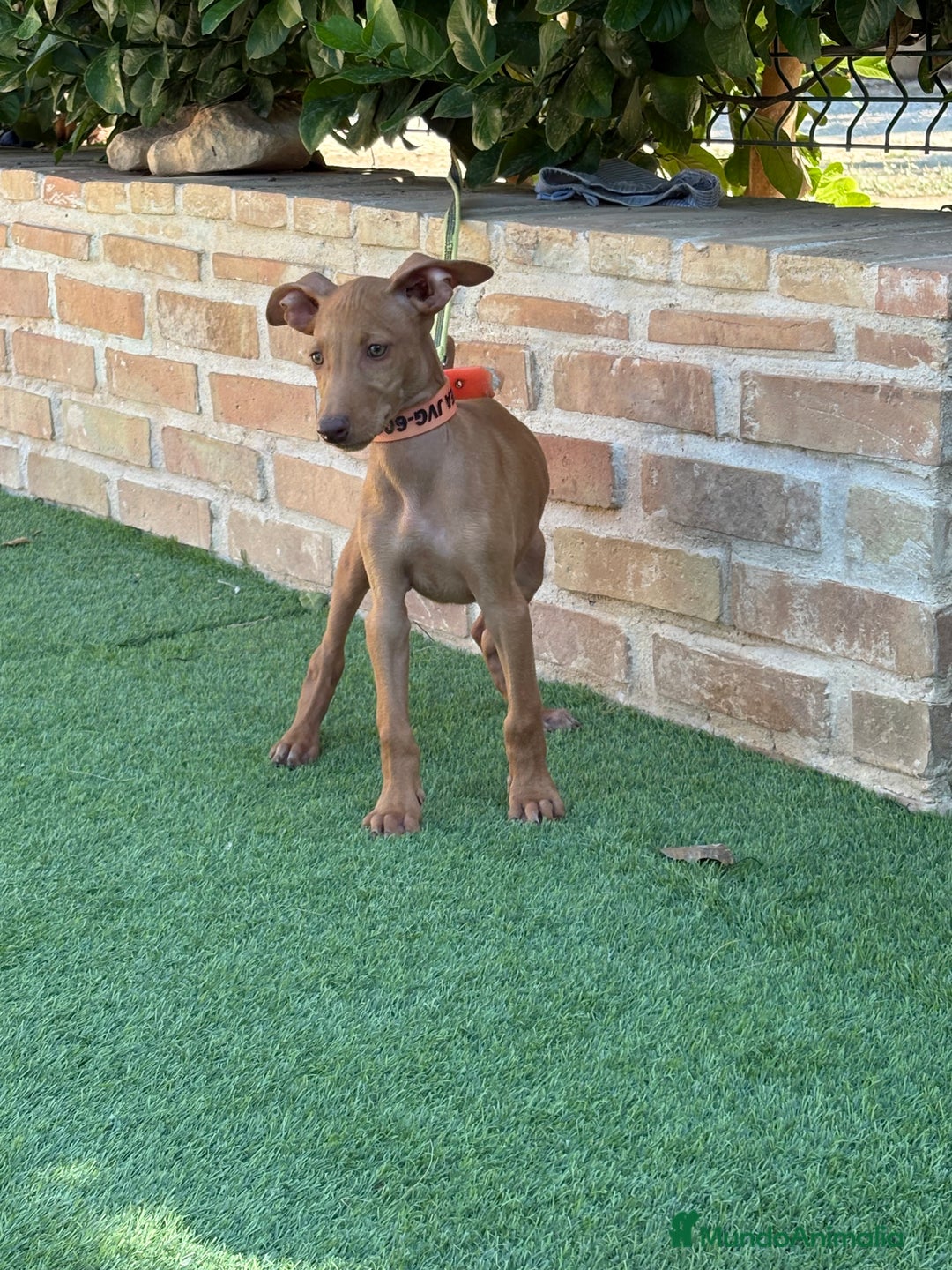 Podenco Canario perros en venta: Cachorro podenco canario  - Imagen 4
