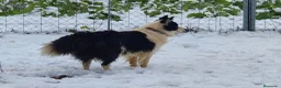 Border Collie perros en venta: Cachorros de Border Collie disponibles - Anuncio 24
