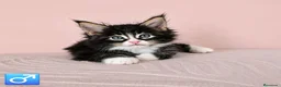 Maine Coon gatos en venta: Camada de Gatitos Maine Coon - Anuncio 3