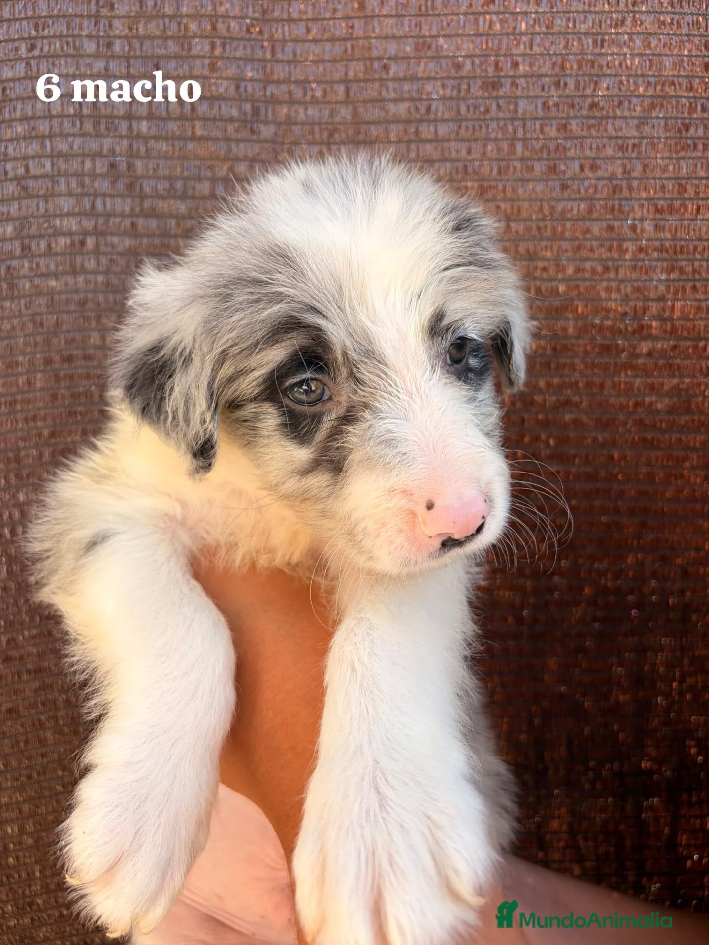 Border Collie perros Border collie - Anuncio 1