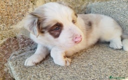 Border Collie perros en venta: Se vende border collie  - Imagen 8